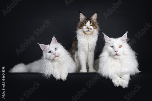 Fotografi Handsome trio of Maine Coon cats, sitting / laying beside each other on edge