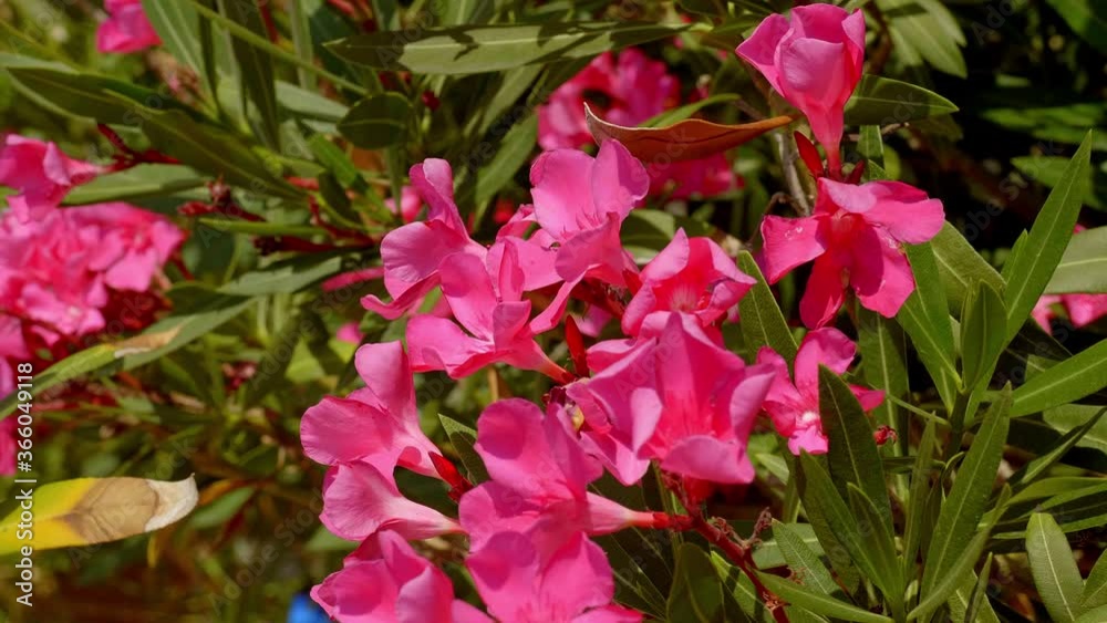 Beautiful flowers at the Croisette Promenade in Cannes - travel photography Beautiful flowers at the Croisette Promenade in Cannes - travel photography
