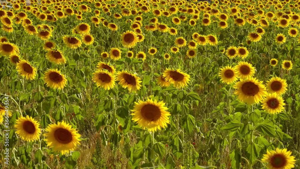 The sunflower fields in the Provence France - travel photography The sunflower fields in the Provence France - travel photography