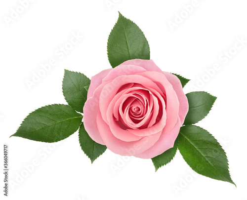 Rose flower arrangement isolated on a white background with clipping path.