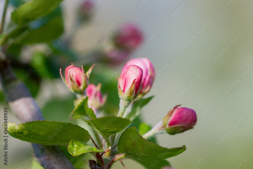 Apple tree in an orchard.