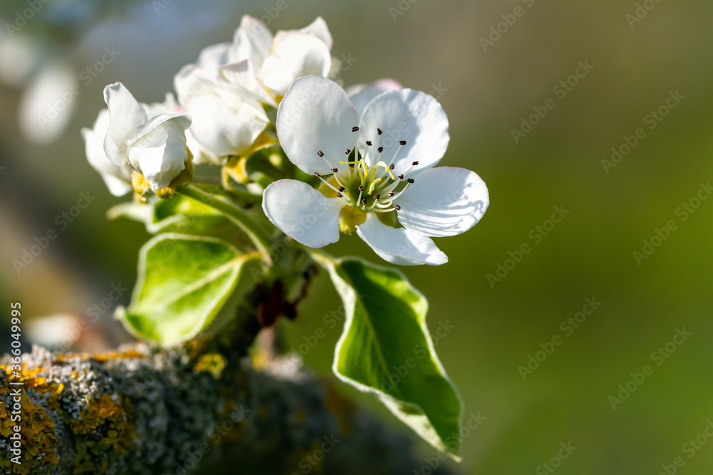Obraz premium Flowering branch of pear.