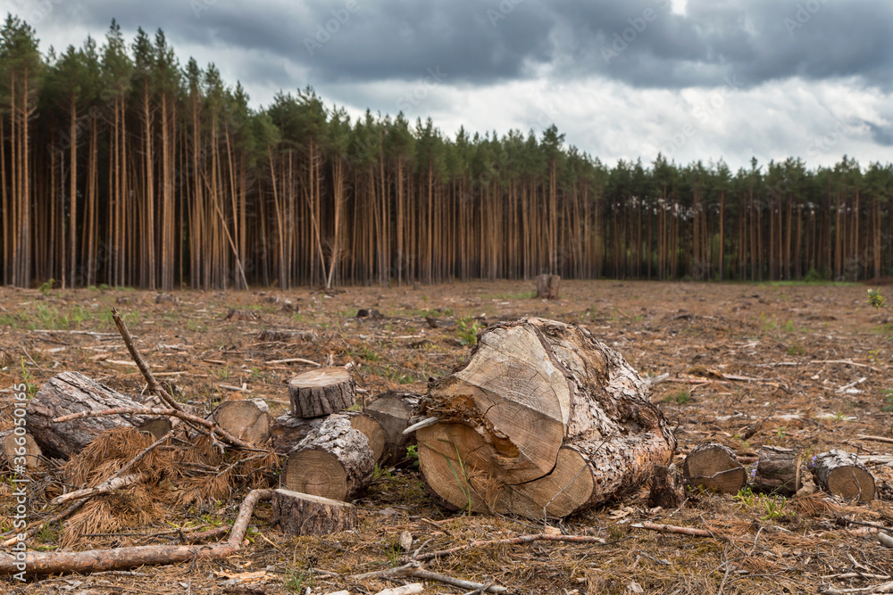 Deforestation, forest destruction. Cut down pine tree in the forest area. Felling of trees Deforestation, forest destruction. Cut down pine tree in the forest area. Felling of trees