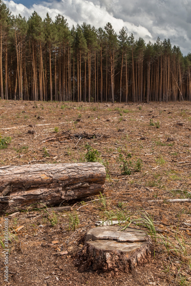 Deforestation, forest destruction. Cut down pine tree in the forest area Deforestation, forest destruction. Cut down pine tree in the forest area