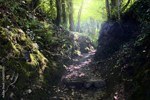 Magic forest with ancient stone path