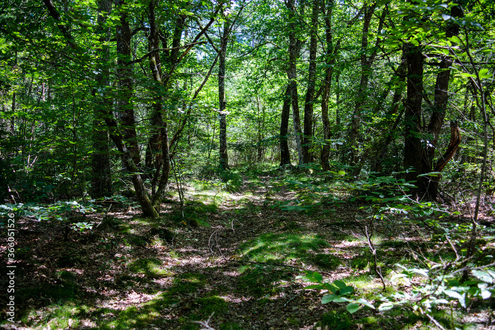 Fototapeta premium campagne haute corrèze
