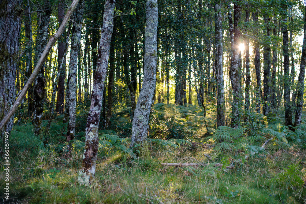 Obraz premium campagne haute corrèze