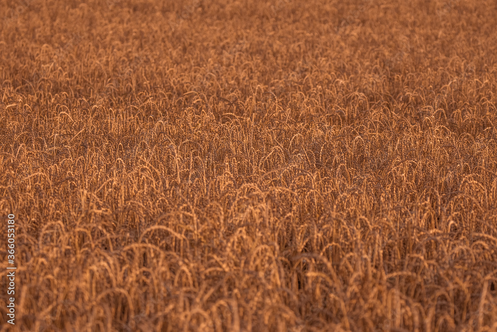 Fototapeta premium Weizenfeld im Sommer