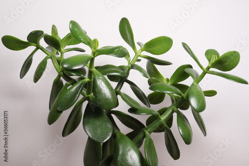 House plant - Crassula Ovata or Money tree.