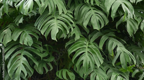 Juicy exotic tropical monstera leaves texture backdrop, copyspace. Lush foliage, greenery in paradise garden. Abstract natural dark green jungle vegetation background pattern, wild summer rain forest.