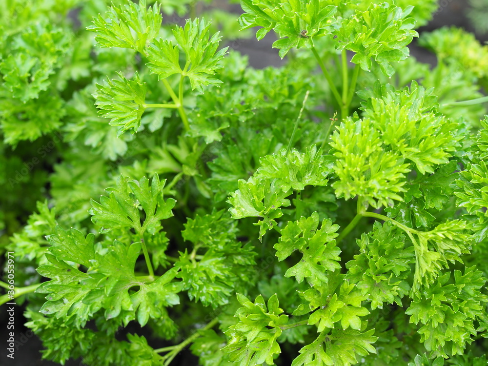 Curly parsley on the ground close-up Curly parsley on the ground close-up