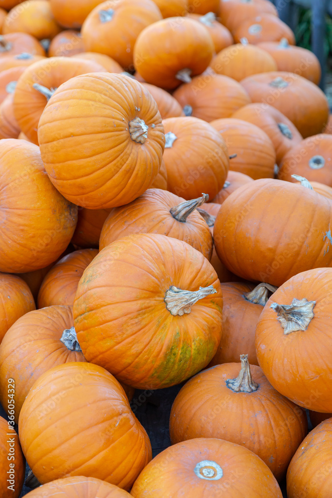 sehr viele orange Kürbisse liegen auf einem Haufen sehr viele orange Kürbisse liegen auf einem Haufen