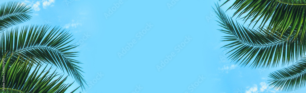 Coconut palm leaves on a blue background Coconut palm leaves on a blue background