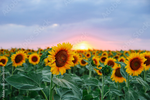 Field of young orange sunflowers