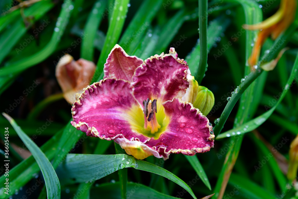 Fototapeta premium Botany, Daylily