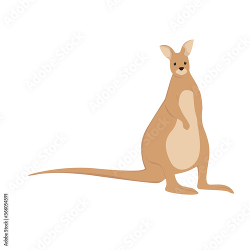 Kangaroo Illustration