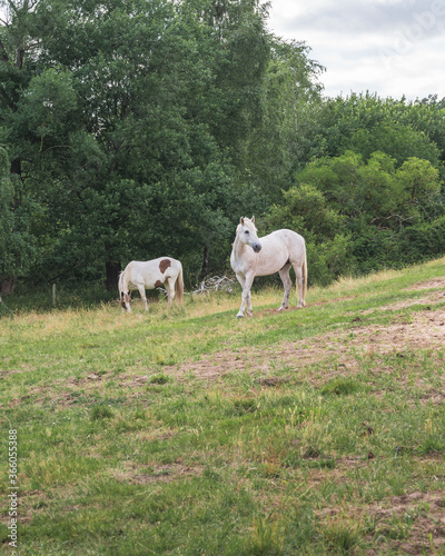 Two white horses calmly eating grass in a forest pasture © Michael Persson