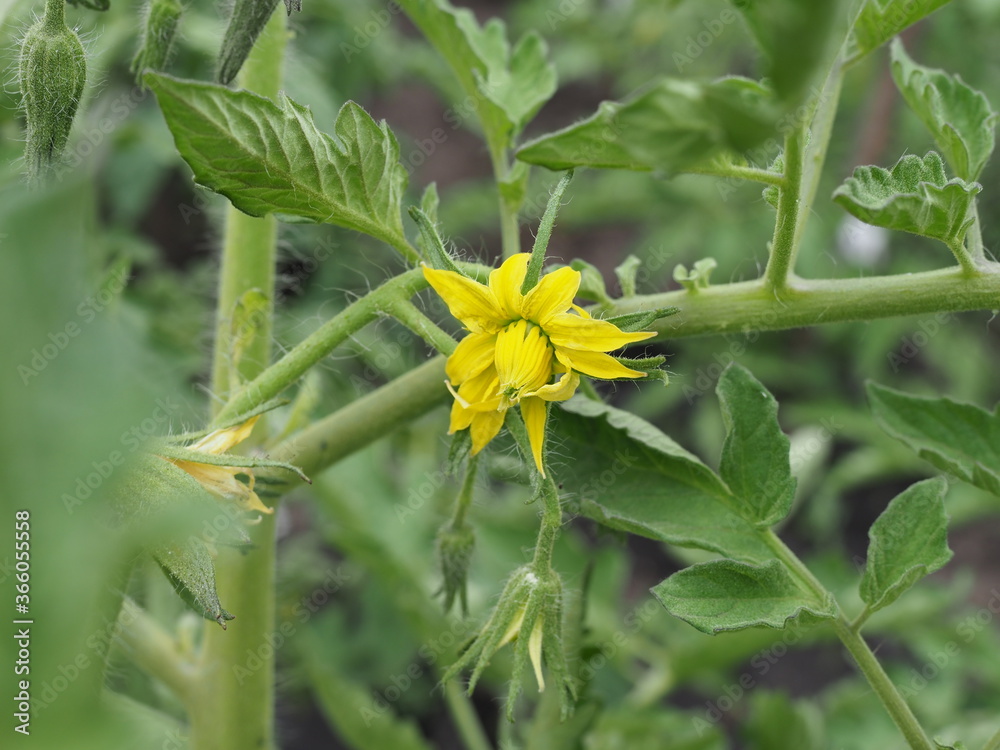 Tomato flowers on seedlings in the garden on a summer day Tomato flowers on seedlings in the garden on a summer day