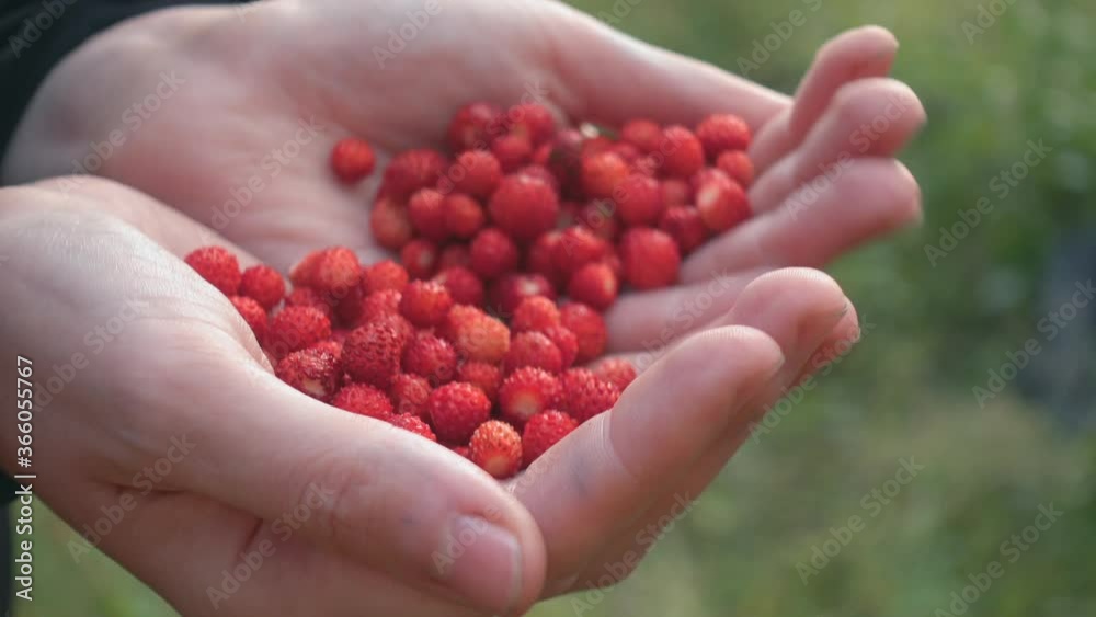 Wild Strawberries. Closeup of hand holding fresh wild strawberries. Wild Strawberries. Closeup of hand holding fresh wild strawberries.
