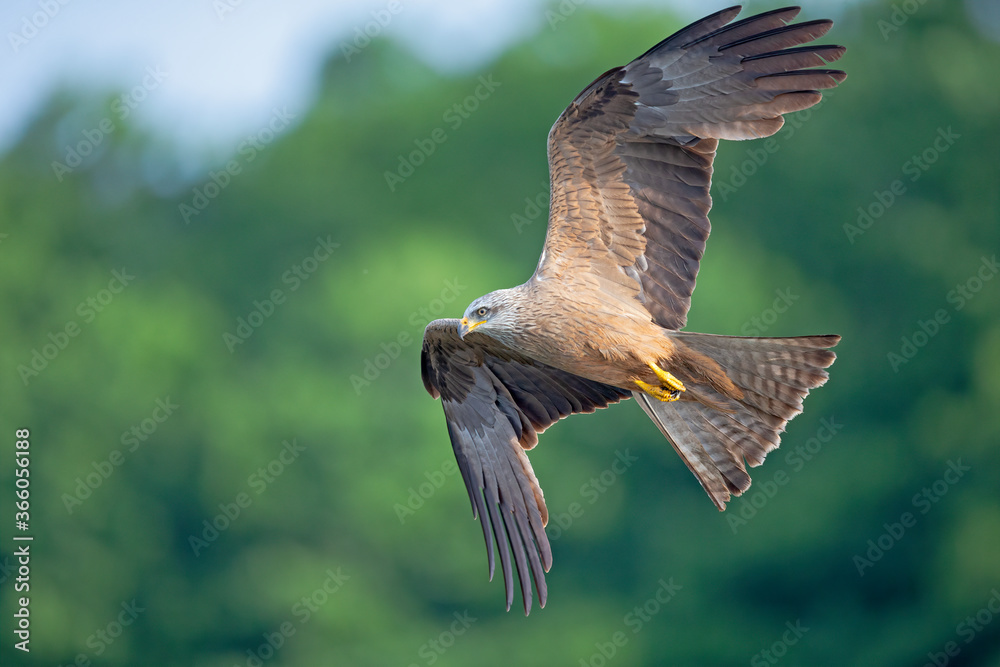 A black kite (Milvus migrans) flying in the morning light in Germany.