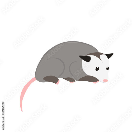 Possum Illustration