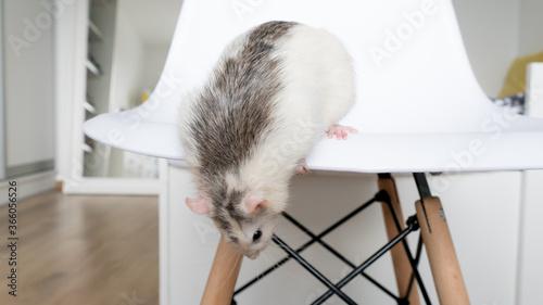 Fototapeta Naklejka Na Ścianę i Meble -  White laboratory domestic rat on the white chair indoor in bedroom