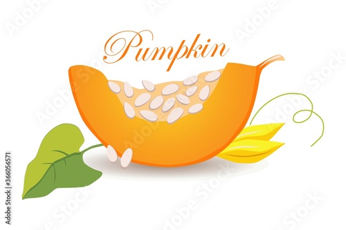 piece of pumpkin with seeds vector illustration