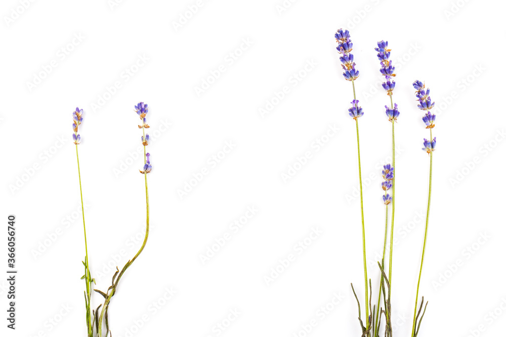 Lavender flowers isolated on white background. Close up. Space for text Lavender flowers isolated on white background. Close up. Space for text