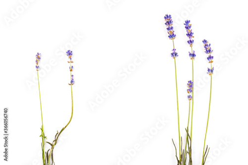 Lavender flowers isolated on white background. Close up. Space for text