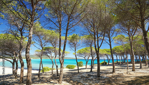 Fototapeta Naklejka Na Ścianę i Meble -  Pinienwald am Meer