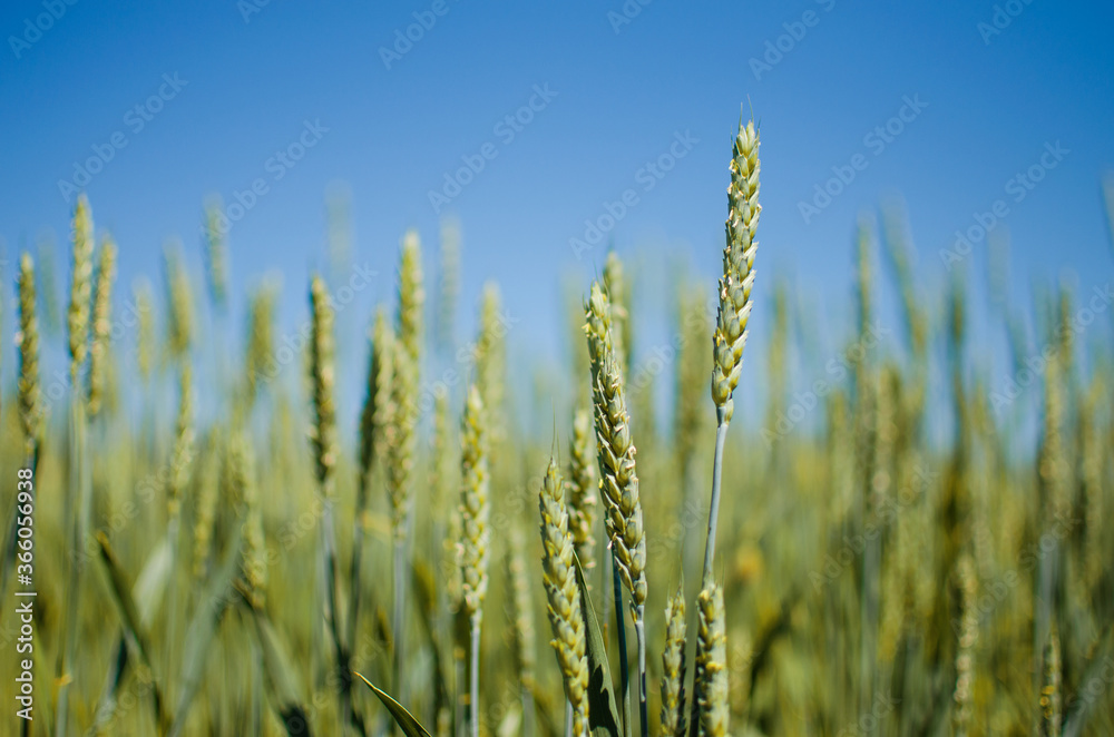 Spikelets of wheat growing outdoors, good harvest, very flour and bread Spikelets of wheat growing outdoors, good harvest, very flour and bread