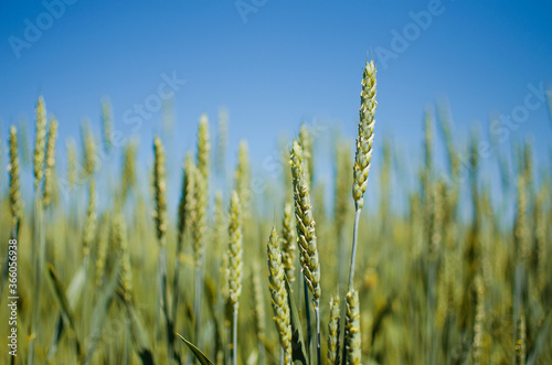 Spikelets of wheat growing outdoors, good harvest, very flour and bread