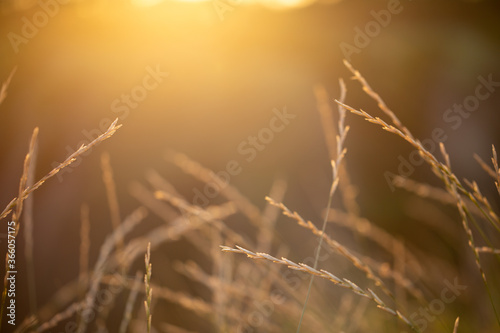 Beautiful background. Vanilla background. Background at sunset. Blurred background with nature and spikelets. Orange nature background. Place for text 