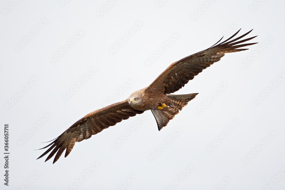 A black kite (Milvus migrans) flying in the morning light in Germany. A black kite (Milvus migrans) flying in the morning light in Germany.