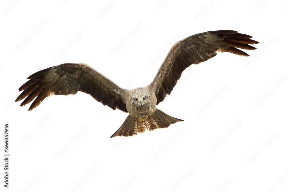 A black kite (Milvus migrans) flying in the morning light in Germany. A black kite (Milvus migrans) flying in the morning light in Germany.