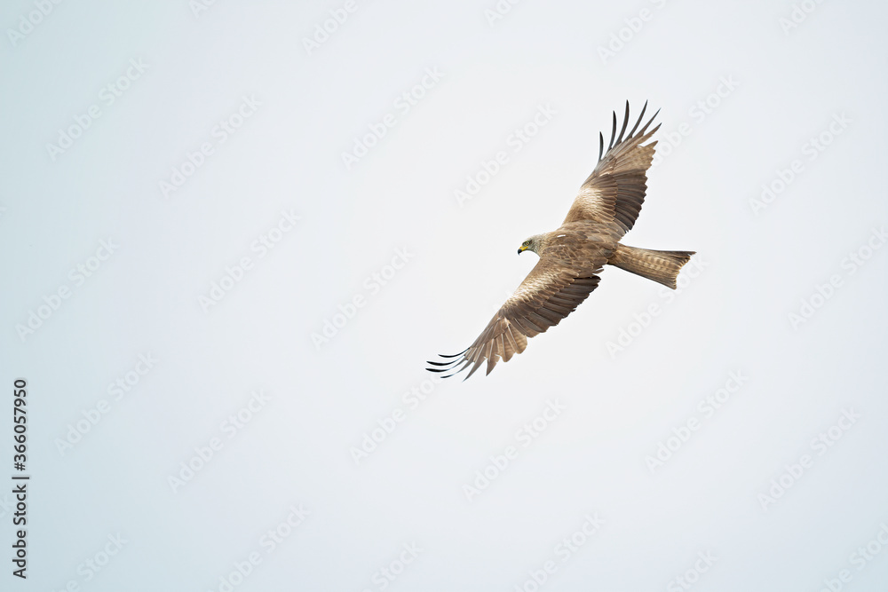 Obraz premium A black kite (Milvus migrans) flying in the morning light in Germany.
