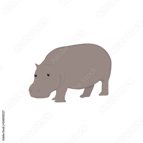 Hippopotamus  Illustration