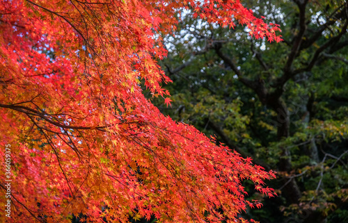 神戸市立森林植物園　紅葉 