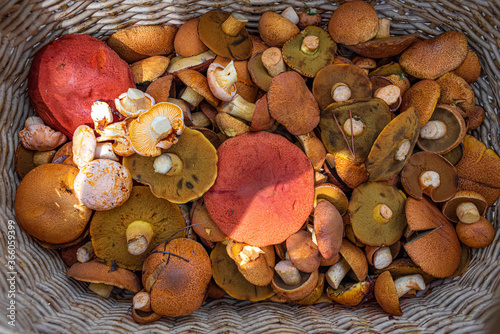 Various mushrooms in a wicker basket