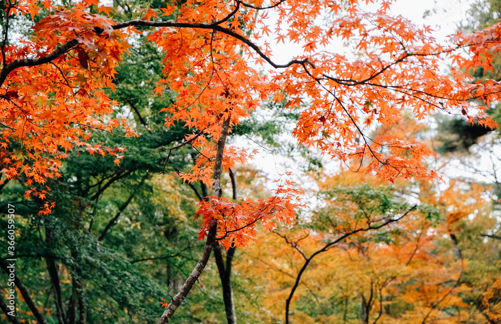 神戸市立森林植物園　紅葉 