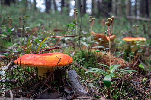 Red russula mushroom in the forest