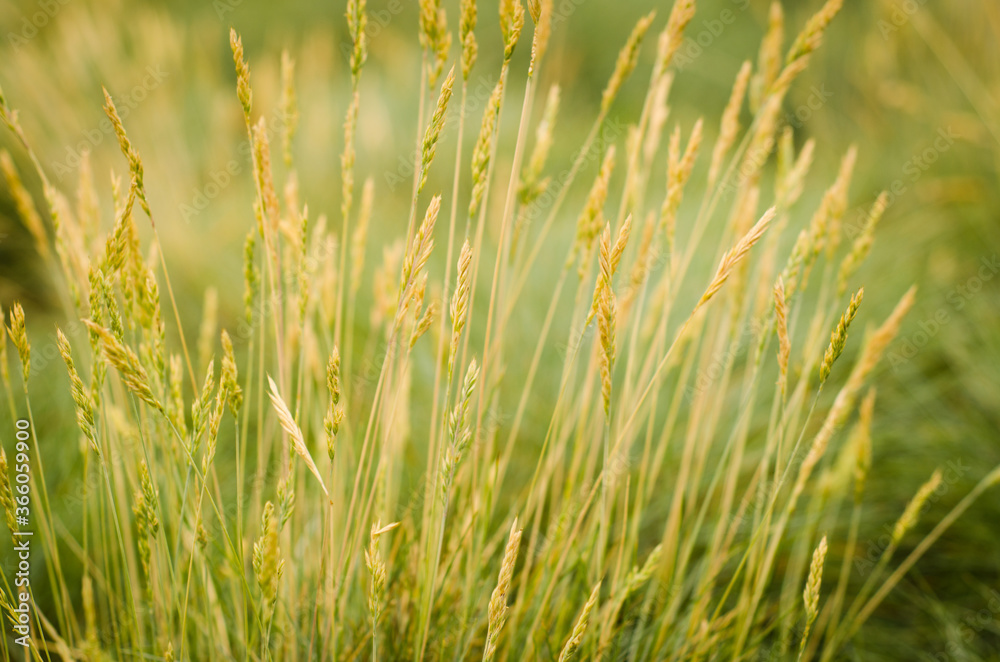 green grass background