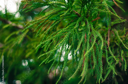 green pine needles