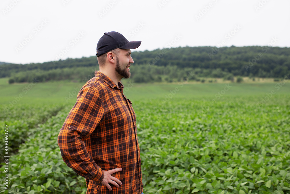 Happy farmer smiles and inspects a green soybean field. Agriculture Happy farmer smiles and inspects a green soybean field. Agriculture