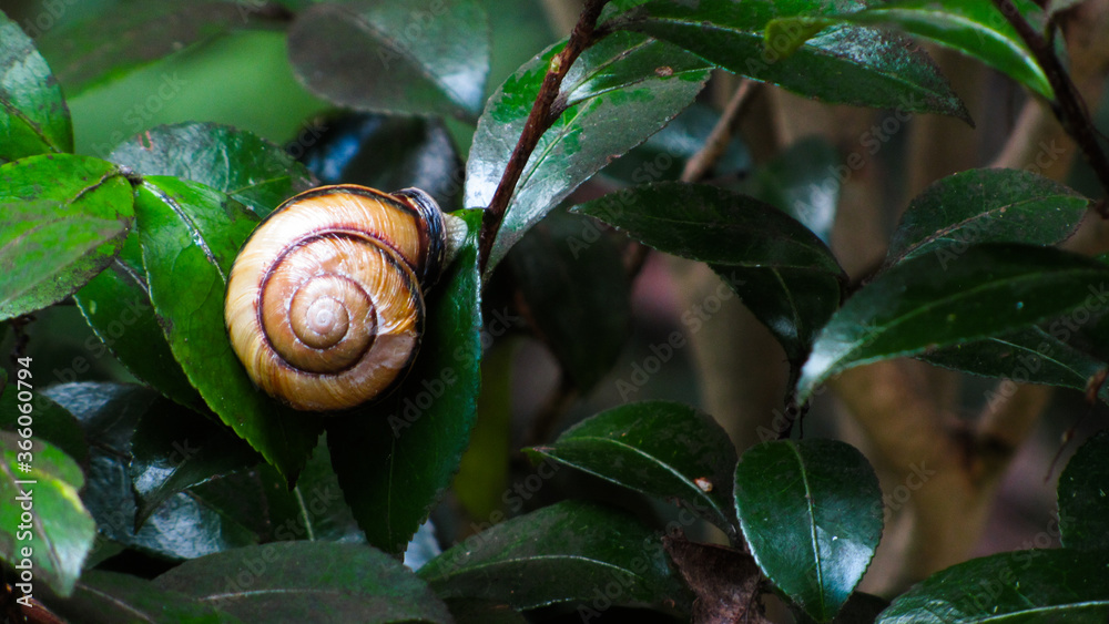 Close-up of cinnamon snail sits on a green plant branch