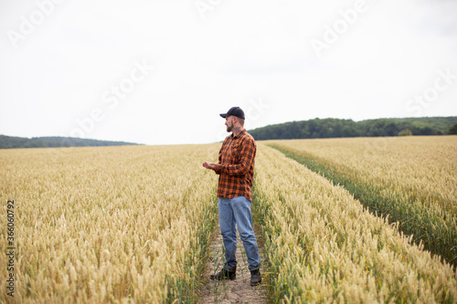A farmer stands in a wheat field and checks his wheat harvest © Yevhenii Kukulka