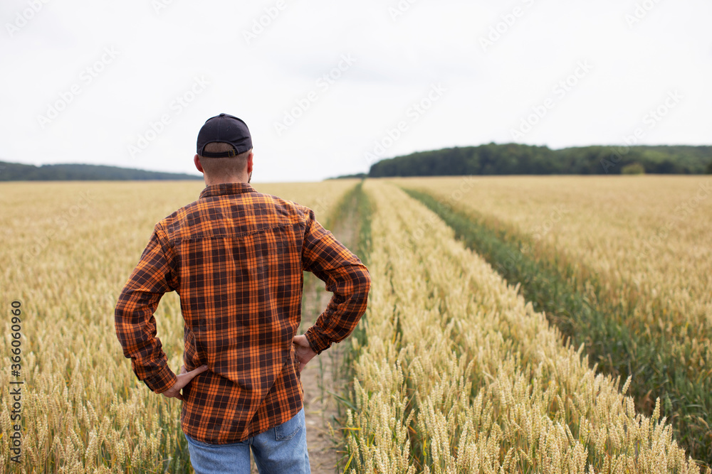 The farmer inspects the wheat before harvest. Agricultural industry