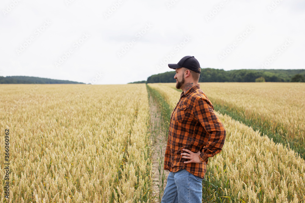 A farmer agronomist stands in a wheat field and inspects the wheat. Harvest time