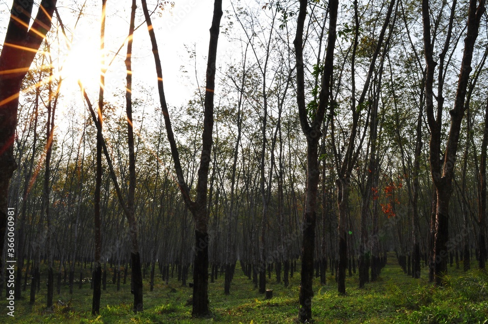 Obraz premium Nature view of beautiful green forest in summer season. Environment concept