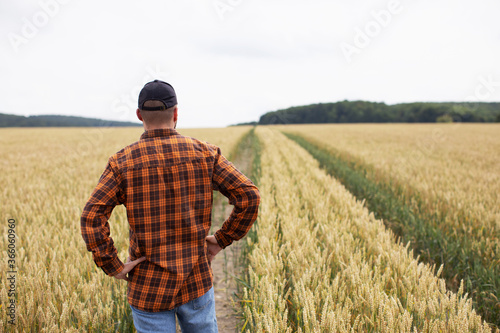 The farmer inspects the wheat before harvest. Agricultural industry © Yevhenii Kukulka